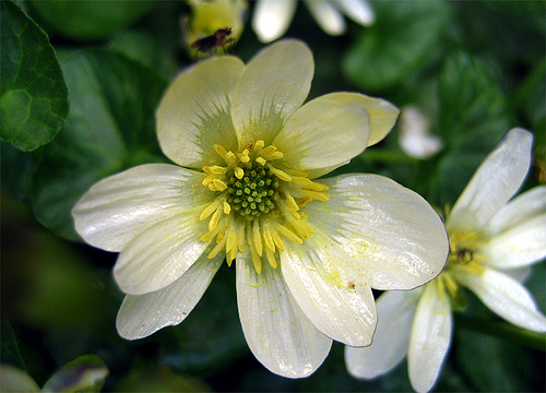 Lesser celandine